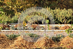 Covering young grapevine plants