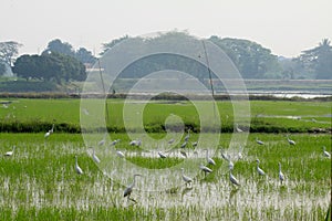 Covey of egret on harvested rice field