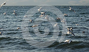 Covey of gulls on the lake
