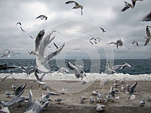 Gregge da gabbiani sul marino Spiaggia inverno 