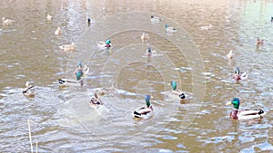 A covey of wild duck is in the river swim