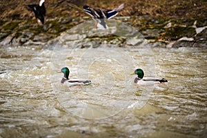 Gregge da Selvaggio anatra nuoto un fiume 