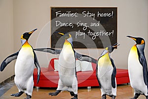 Covid-19 Coronavirus: Stay home! Dance, sing and play together for good mood. Dancing, singing, playing penguins for good example