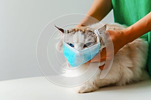 COVID-19 Pandemic coronavirus. woman help cat wear face mask protective for spreading of disease virus SARS-CoV-2.