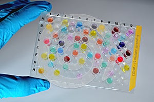 Covid-19 sample plate mutant screening colorful - scientist holding a high throughput 96 well microtiter plate
