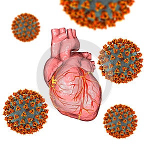 COVID-19 viruses affecting the heart, conceptual 3D illustration