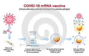 COVID-19 mRNA vaccine. mechanism of action photo