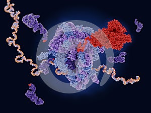 The COVID-19  vaccine mRNA is translated to the viral spike protein in a ribosome photo