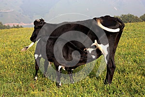 Cow