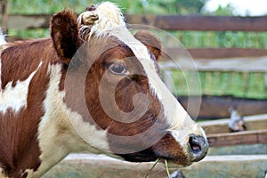 Cow