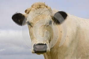 Cow