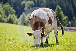 Cow