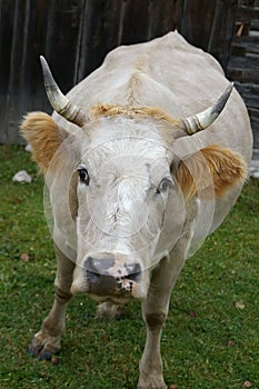 Cow