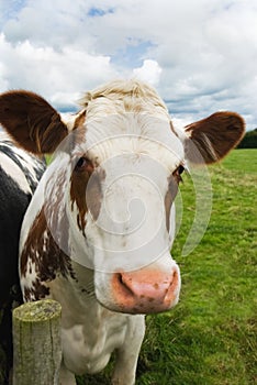 Cow