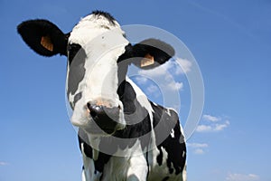 Cow