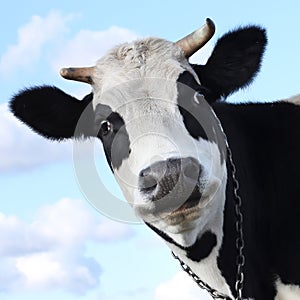 Cow