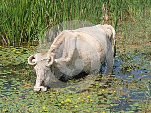 Cow