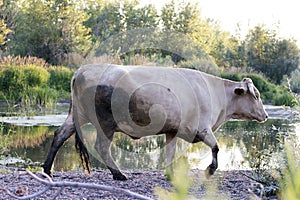 cow