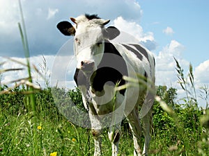 Cow