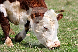 Cow