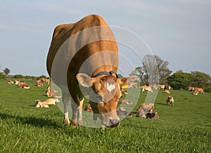 Cow