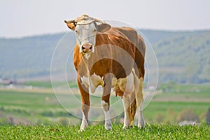 Cow