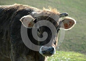 Cow