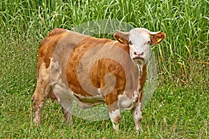 Cow