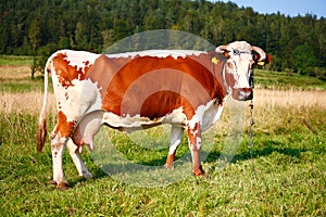 Cow
