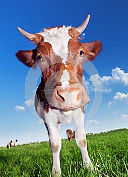 Una mucca 