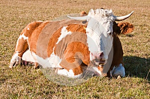 Cow