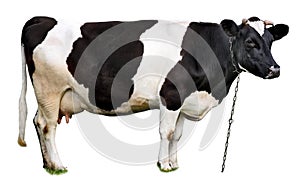 Una vaca 