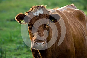 Cow 2