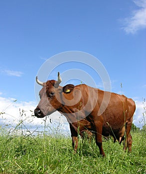 Cow 2