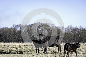 Cow with 2 calves in winter pasture