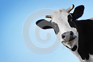 Una vaca 