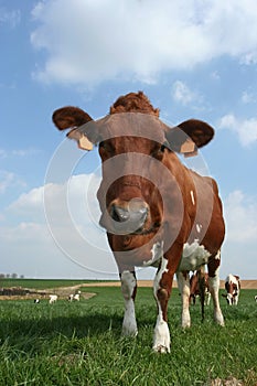 Cow
