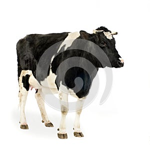 Una vaca 