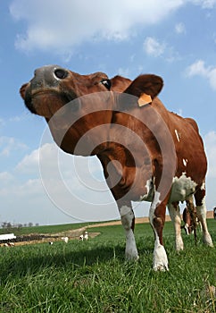 Cow