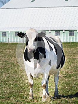 Cow