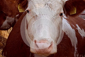 Cow