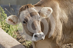 Cow
