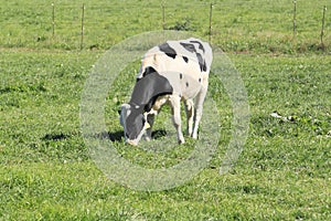 Cow