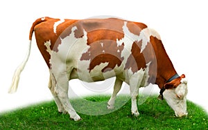 Cow