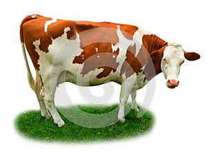 Cow