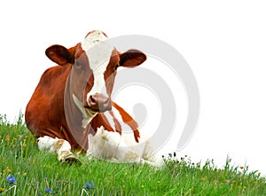 Cow