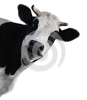 Cow photo