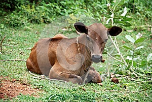 A cow