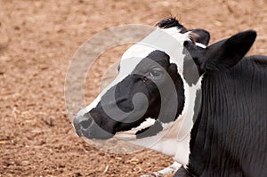 Cow