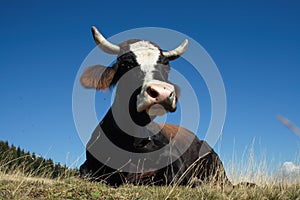 Cow